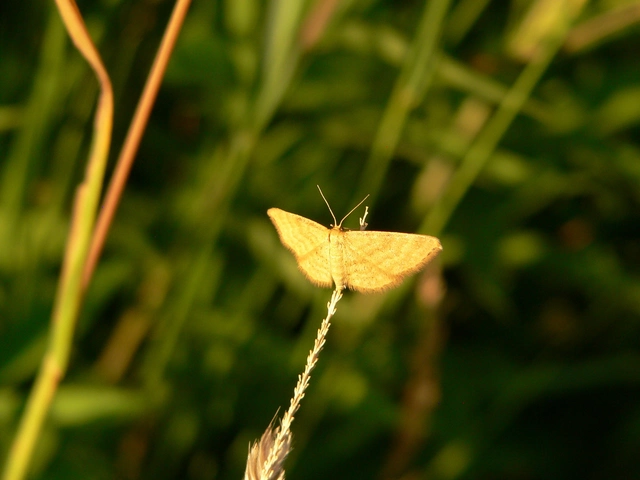 Idaea serpentata - kis sávosaraszoló