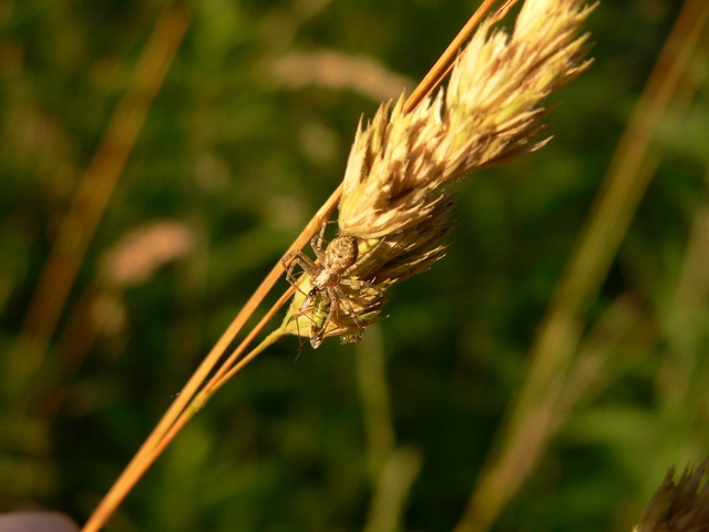 Philodromus