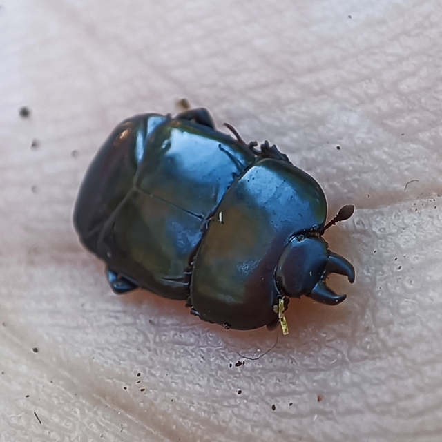 Hololepta plana - lemez-sutabogár