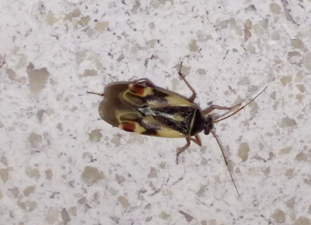 Polymerus Polymerus