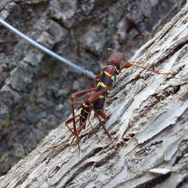 Neoclytus acuminatus - amerikai darázscincér