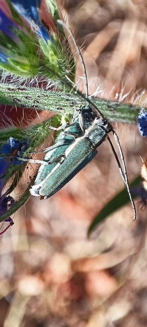 Phytoecia coerulescens - kígyósziszcincér