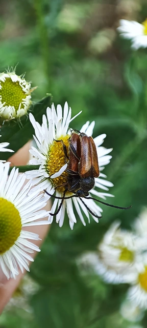 Pseudovadonia livida - barnás virágcincér