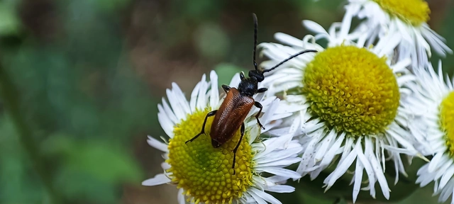 Pseudovadonia livida - barnás virágcincér