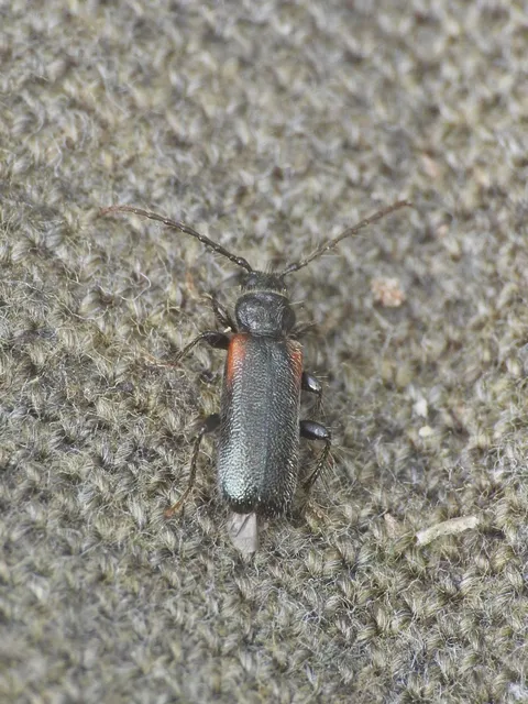 Phymatodes pusillus - vállfoltos háncscincér