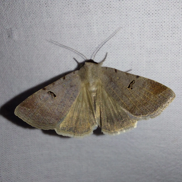 Lygephila craccae - gyakori csüdfűbagoly