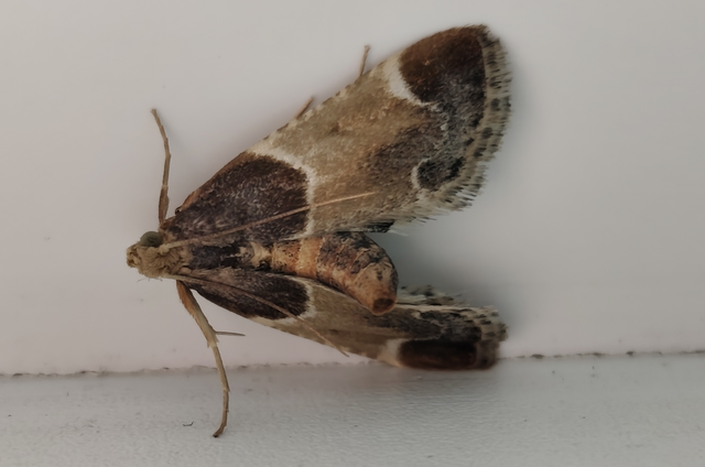 Pyralis farinalis - lisztilonca