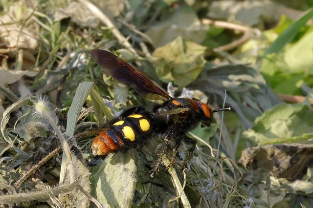Megascolia maculata - óriás-tőrösdarázs