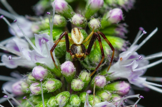 Misumena vatia - viráglakó karolópók