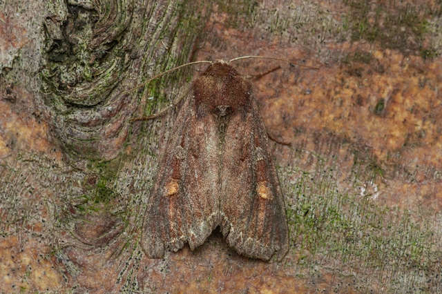Lacanobia oleracea - saláta-kertibagoly