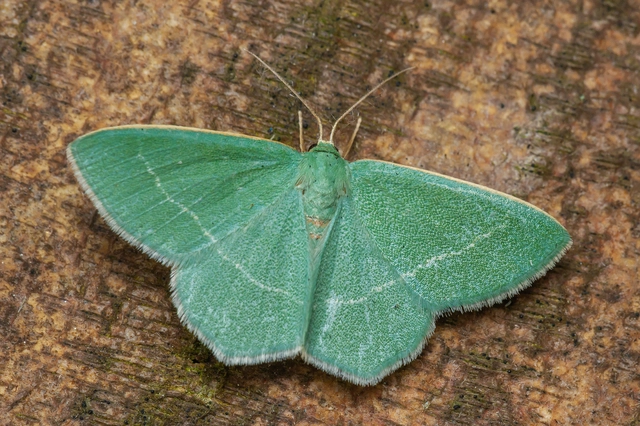 Chlorissa viridata - üdezöld araszoló