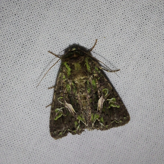 Trachea atriplicis - nyári zöldbagoly