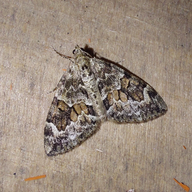 Thera variata/britannica