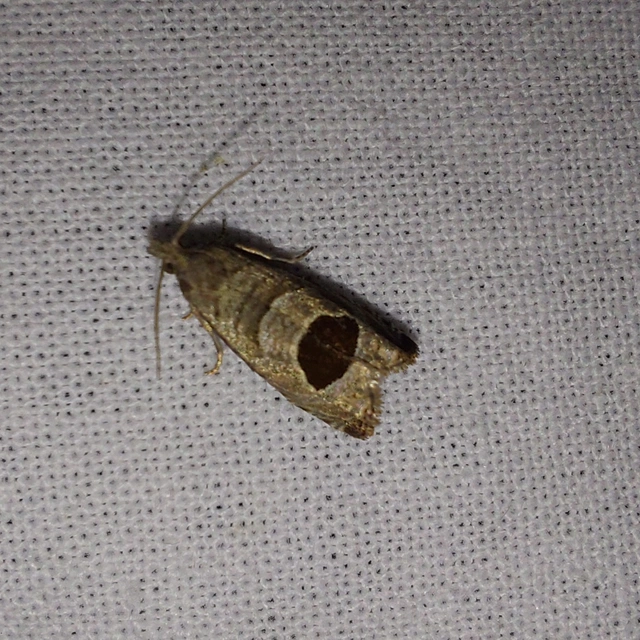Notocelia uddmanniana - málnasodró tükrösmoly