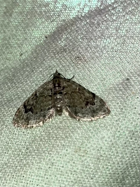 Chloroclystis v-ata - zöldes törpearaszoló