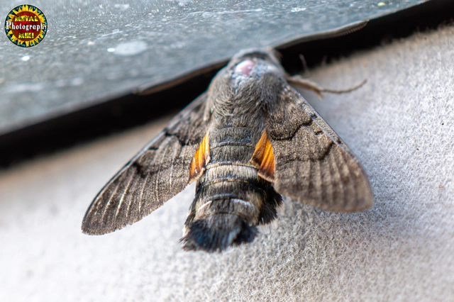 Macroglossum stellatarum - kacsafarkú szender