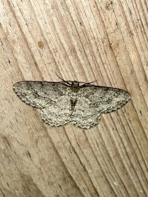 Ectropis crepuscularia - avararaszoló