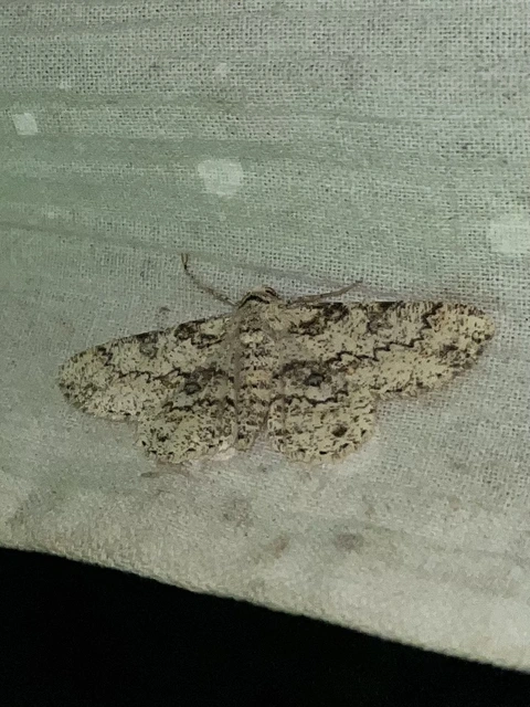 Ascotis selenaria - holdas faaraszoló