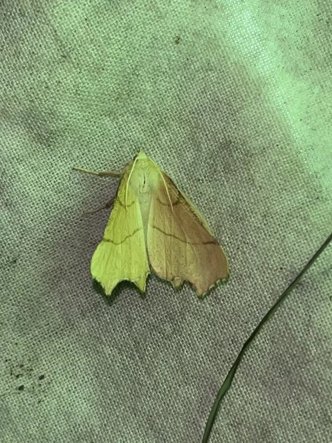 Ennomos erosaria - hársfa-levélaraszoló