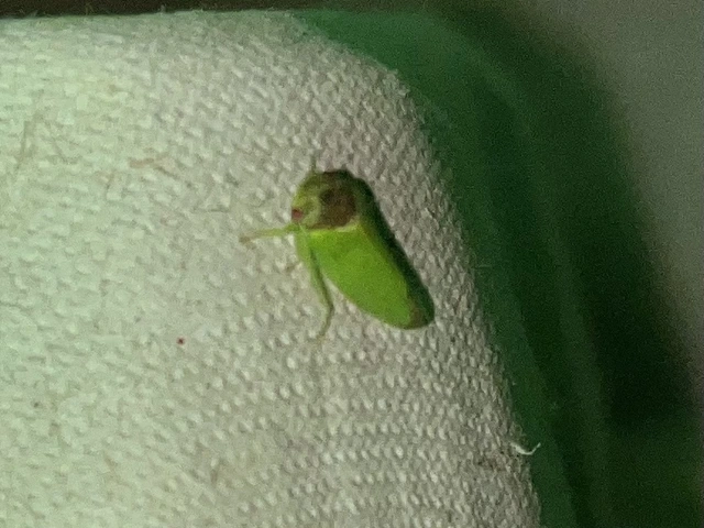 Iassus