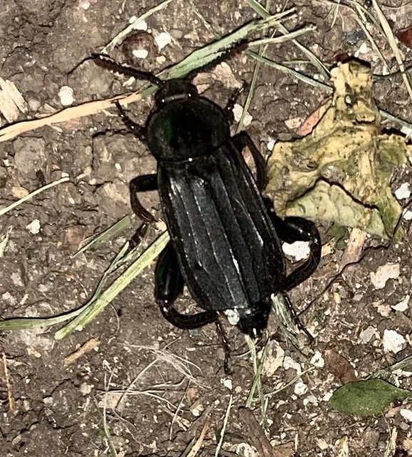 Necrodes littoralis - nagy dögbogár