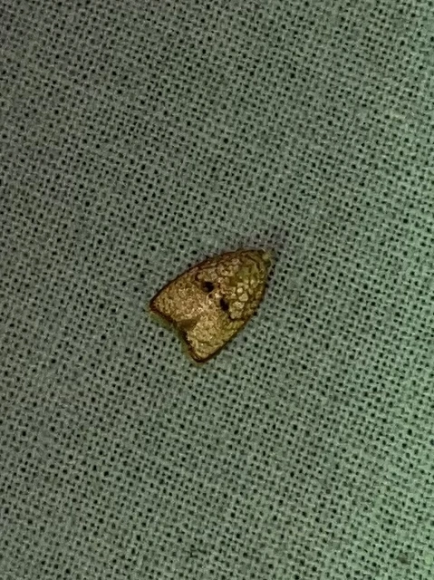Acleris forsskaleana - juharos levélmoly