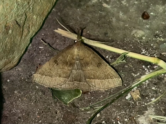 Pechipogo plumigeralis - tollascsápú karcsúbagoly