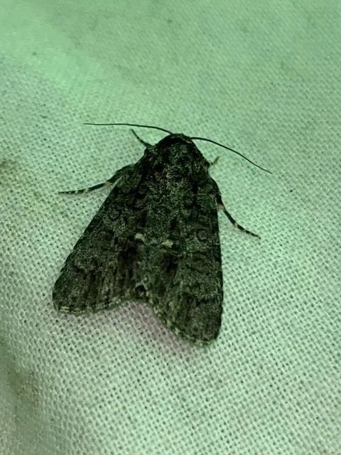 Acronicta rumicis - sóska-szigonyosbagoly
