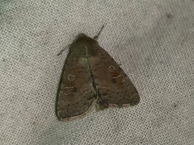 Parastichtis suspecta - sötét erdeibagoly