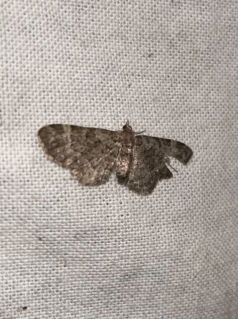 Pasiphila chloerata - hamvas törpearaszoló