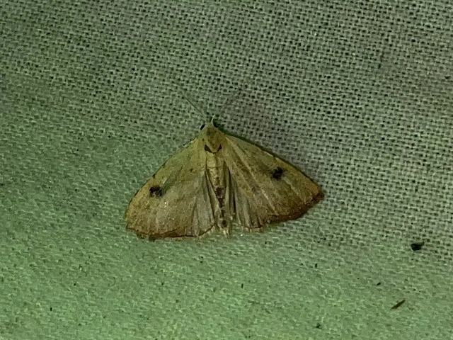 Rivula sericealis - selymes lórombagoly