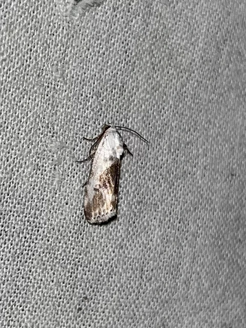 Ponometia candefacta - parlagfűbagoly