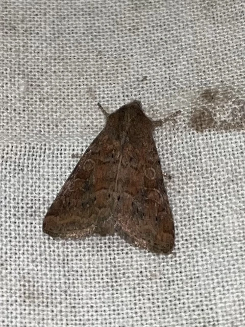 Parastichtis suspecta - sötét erdeibagoly