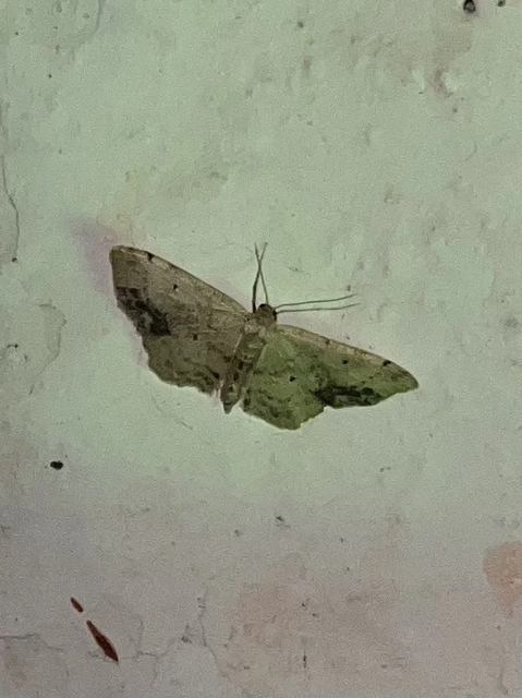 Idaea dimidiata - gyakori apróaraszoló