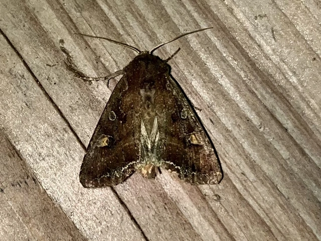 Lacanobia oleracea - saláta-kertibagoly
