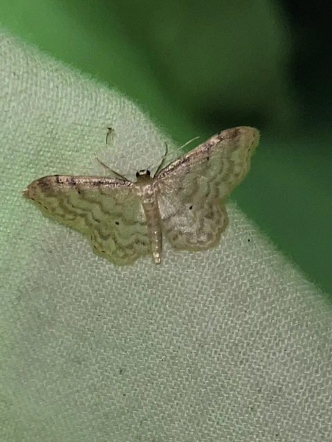 Idaea fuscovenosa - szürkeszélű apróaraszoló