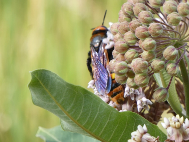 Megascolia maculata - óriás-tőrösdarázs