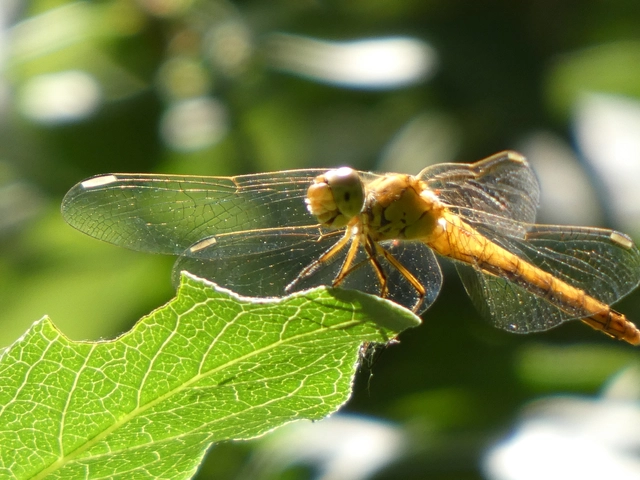 Sympetrum meridionale - fakó katona-szitakötő
