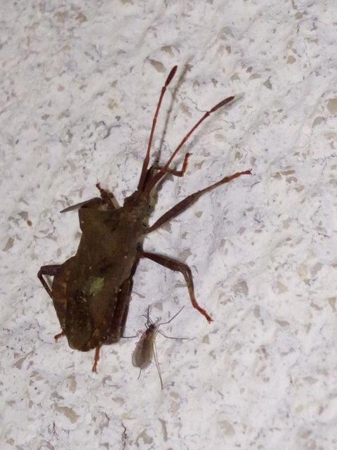 Coreus marginatus - közönséges karimáspoloska