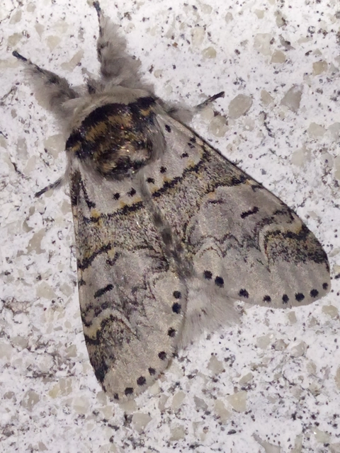 Furcula furcula - szürke púposszövő