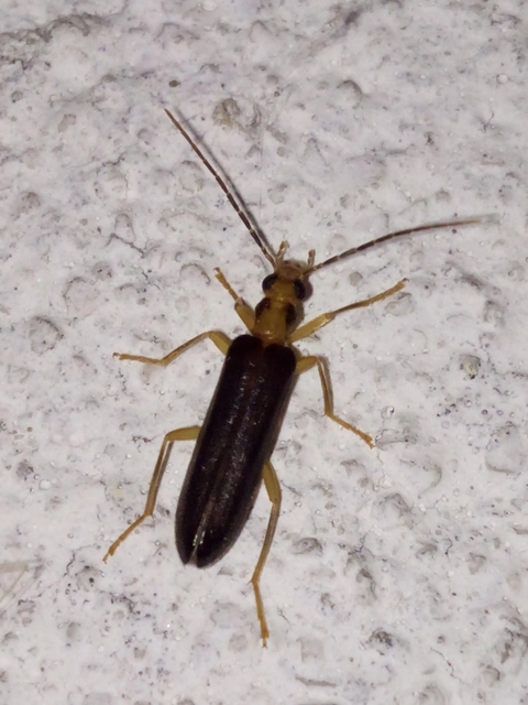 Nacerdes carniolica - karnóliai álcincér