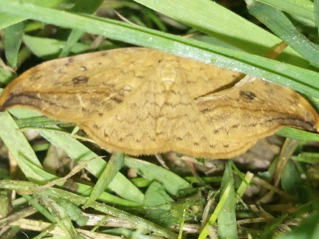 Drepana falcataria - nyárfa-sarlósszövő