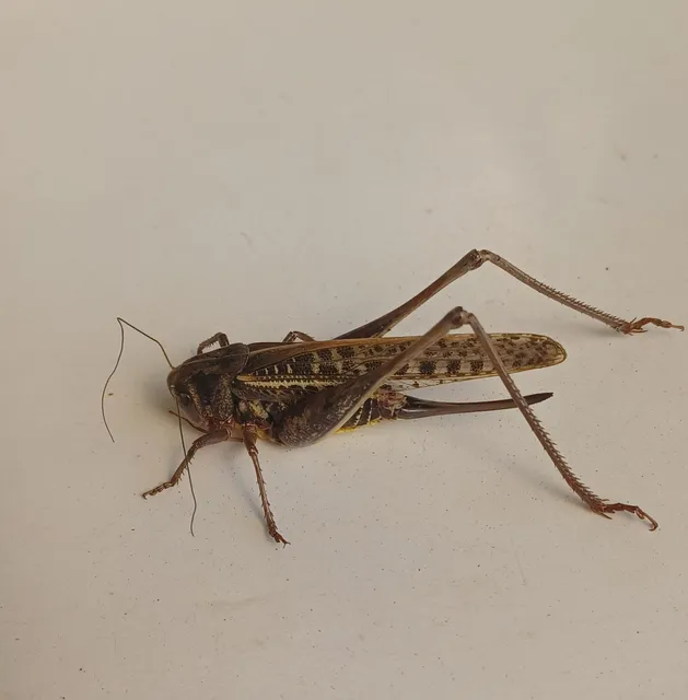 Decticus verrucivorus - szemölcsevő szöcske
