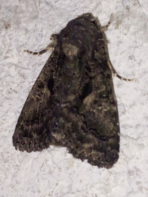 Anophia leucomelas - déli folyófűbagoly