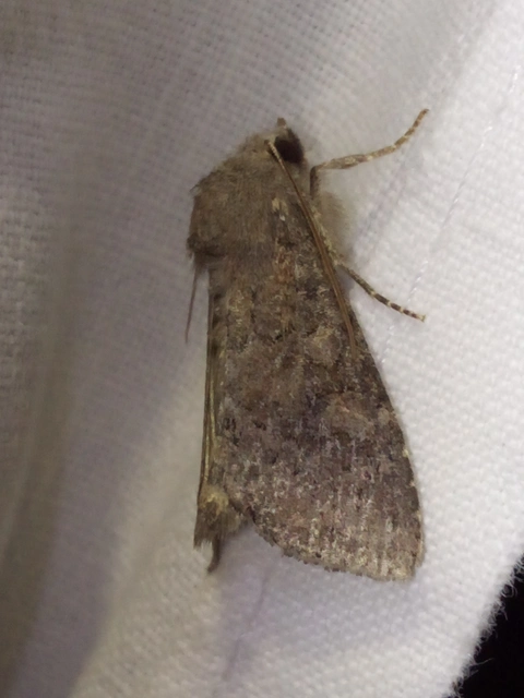 Parastichtis suspecta - sötét erdeibagoly