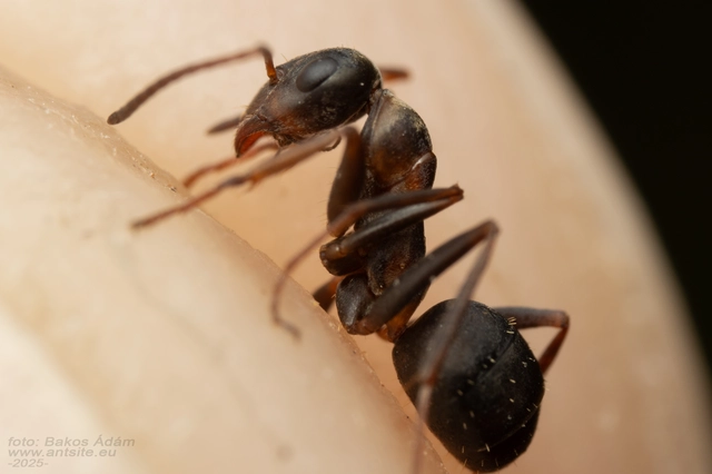 Formica cunicularia - gyakori rabszolgahangya
