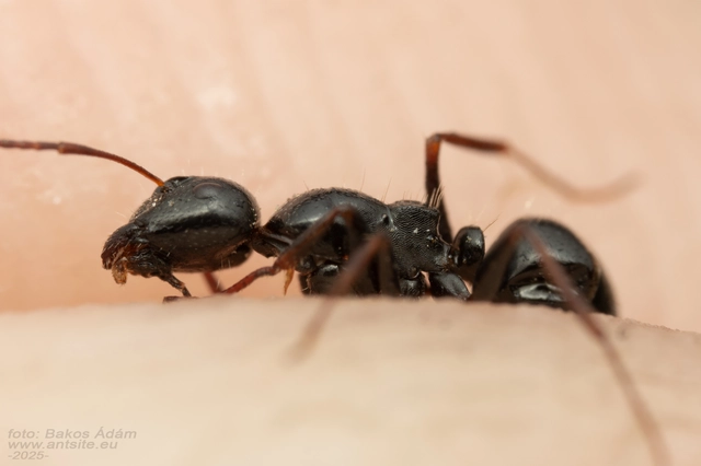 Camponotus piceus - szurkos lóhangya