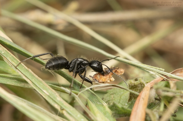 Camponotus vagus - fekete lóhangya