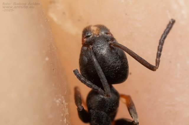 Tapinoma erraticum - kóborhangya