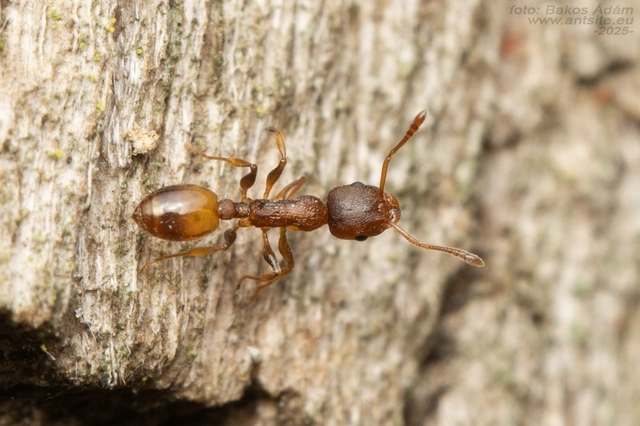 Temnothorax affinis - erdei kéreghangya